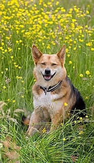 cane seduto sull'erba sorridente