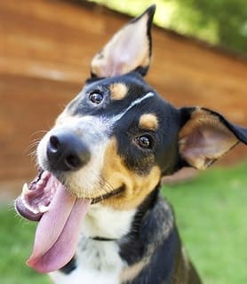 cane con lingua di fuori che guarda storto incuriosito