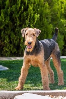 cane in piedi che guarda felice