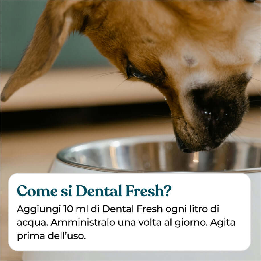 come si da dental fresh? aggiungi all'acqua