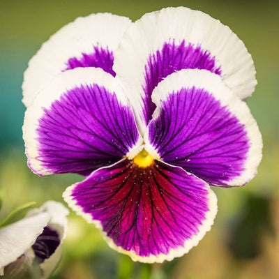 Viola Tricolore