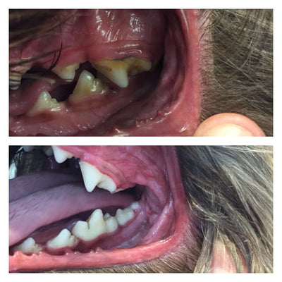 denti cane prima e dopo il trattamento
