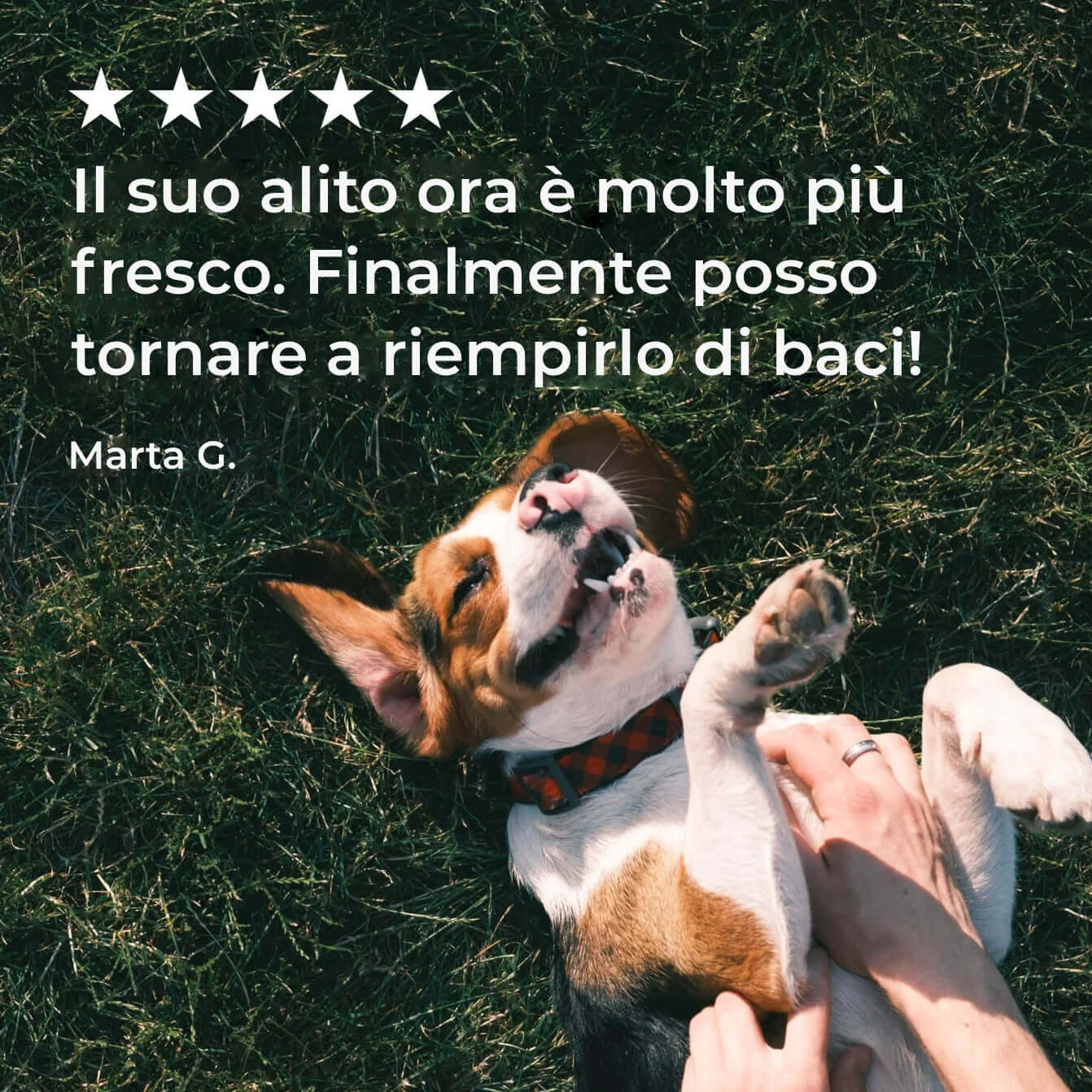 Integropet Dental Fresh recensione positiva