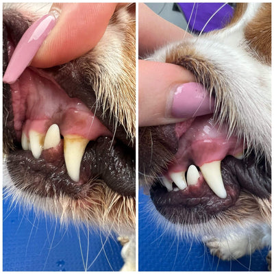 prima dopo denti cane
