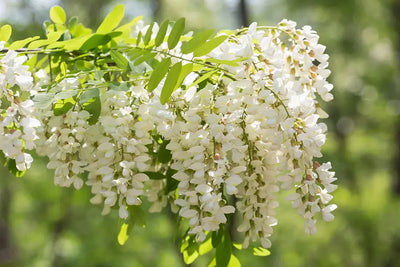 Quercetina akiorganic japonica