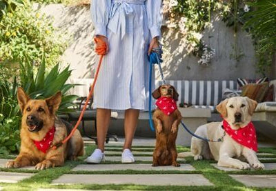 3 cani felici al guinzaglio tutti con foulard rosso