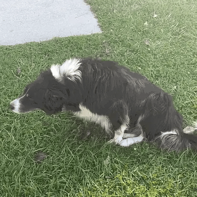 cane fa fatica ad alzarsi