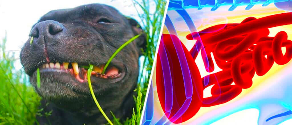 cane mangia l'erba