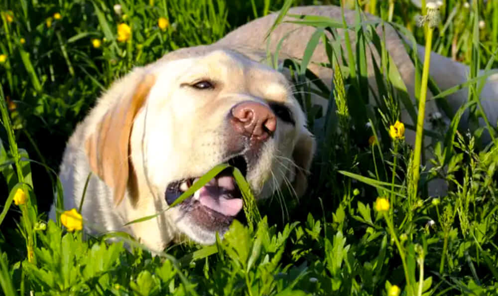 cane mangia l'erba