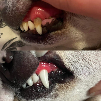 denti del cane prima e dopo