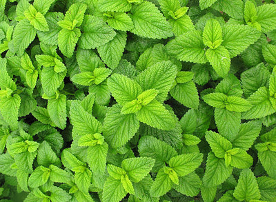 Melissa officinalis