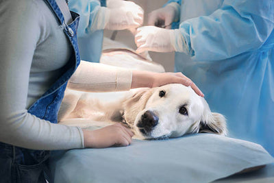 cane sdraiato dal veterinario