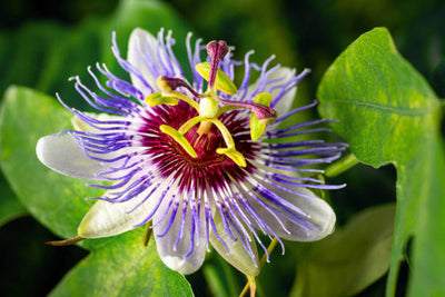 Passiflora Incarnata