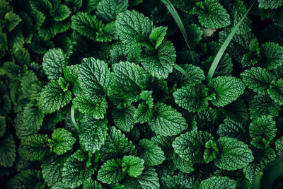 menta piperita