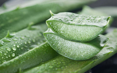 aloe