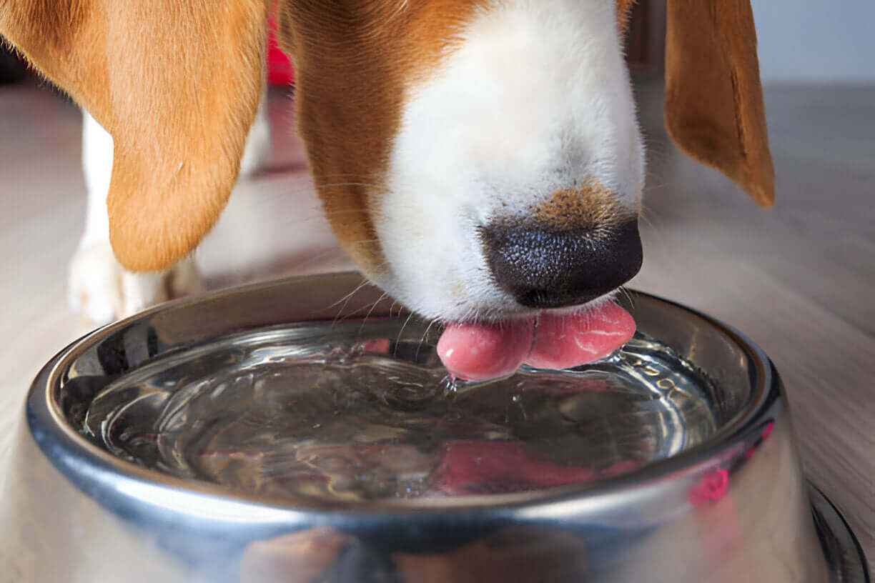 cane beve dalla ciotola