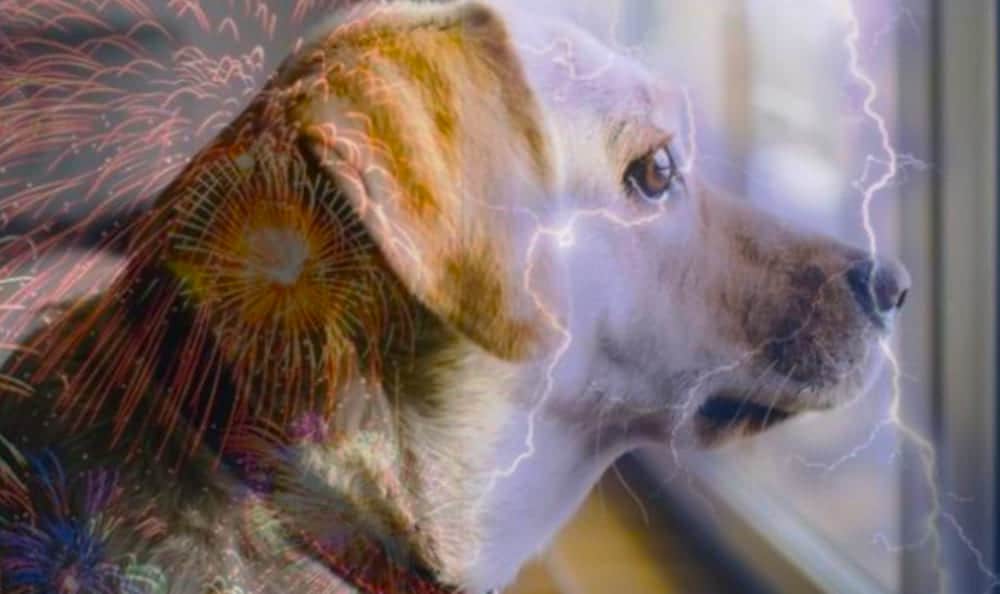 cane che si lecca 3