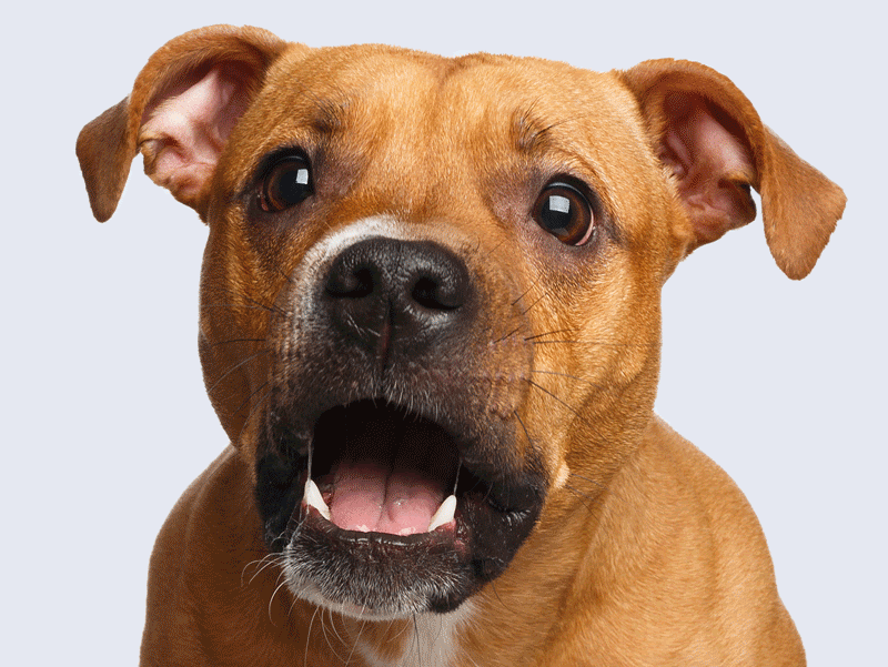 cane che mangia un integratore integropet