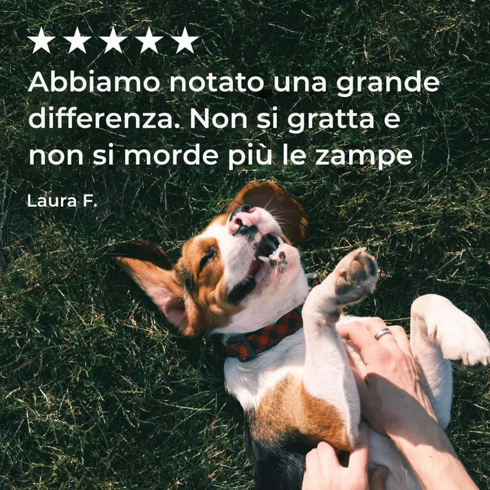 Happy dog lying on grass with Italian text and five stars above.