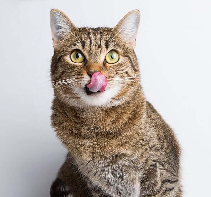gatto che su lecca il naso